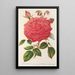 Reproduktion av målningen Rose Île Bourbon var. Souvenir de la Malmaison à fleurs roses - Charles Antoine Lemaire