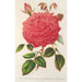 Reproduktion av målningen Rose Île Bourbon var. Souvenir de la Malmaison à fleurs roses - Charles Antoine Lemaire