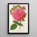 Reproduktion av målningen Rose Madame Furtado - Charles Antoine Lemaire