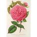 Reproduktion av målningen Rose Madame Furtado - Charles Antoine Lemaire