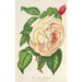 Rose Président Thiers - Charles Antoine Lemaire — vy av konstverket