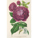 Rose Reine des Violettes - Charles Antoine Lemaire — vy av konstverket