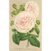 Rose sur des Anges - Charles Antoine Lemaire — vy av konstverket