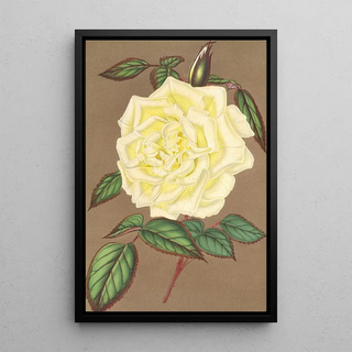 Charles Antoine Lemaire - Rose Th Isabelle Sprunt.webp