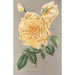 Rose Thé Jaune d'Or - Charles Antoine Lemaire — vy av konstverket