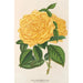 Rose Thé Marchal Niel - Charles Antoine Lemaire — vy av konstverket