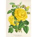 Reproduktion av målningen Rose Thé Isabelle Grey - Charles Antoine Lemaire