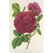 Rose Triomphe d'Amiens - Charles Antoine Lemaire — vy av konstverket
