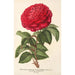 Rose Hybride Remontant Monsieur Journeaux - Charles Antoine Lemaire — vy av konstverket