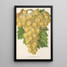Reproduktion av målningen Raisin Royal Vineyard - Charles Antoine Lemaire