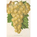 Reproduktion av målningen Raisin Royal Vineyard - Charles Antoine Lemaire
