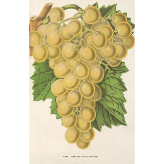 Charles Antoine Lemaire - Royal Vineyard Grape.webp
