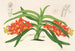 Saccolabium curvifolium - Charles Antoine Lemaire — vy av konstverket