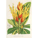 Sanchezia nobilis - Charles Antoine Lemaire — vy av konstverket