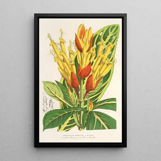 Charles Antoine Lemaire - Sanchezia nobilis.webp