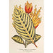 Reproduktion av målningen Sanchezia nobilis var. glaucophylla - Charles Antoine Lemaire