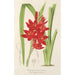 Schizostylis coccinea W. H. Harvey - Charles Antoine Lemaire — vy av konstverket