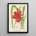 Schizostylis coccinea W. H. Harvey - Charles Antoine Lemaire — inramlat konstverk på väggen