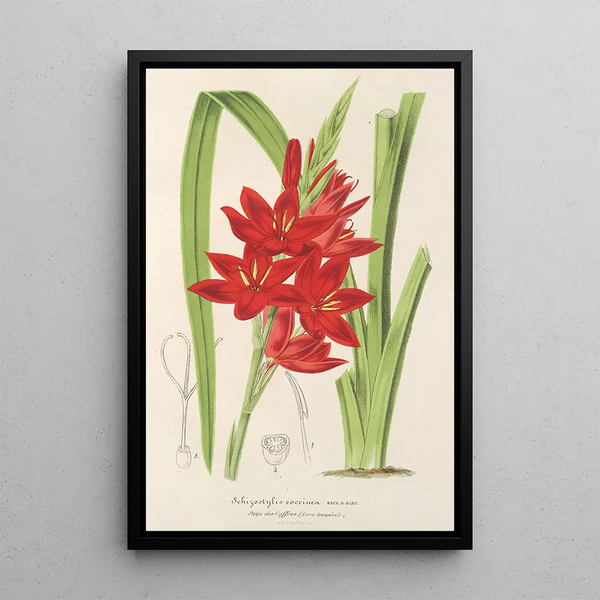Charles Antoine Lemaire - Schizostylis coccinea W H Harvey.webp