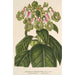 Reproduktion av målningen Sciadocalyx digitaliflora - Charles Antoine Lemaire