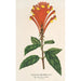 Scutellaria Mociniana - Charles Antoine Lemaire — vy av konstverket