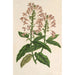 Scutellaria alborosea - Charles Antoine Lemaire — vy av konstverket