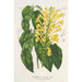 Scutellaria aurata - Charles Antoine Lemaire — vy av konstverket