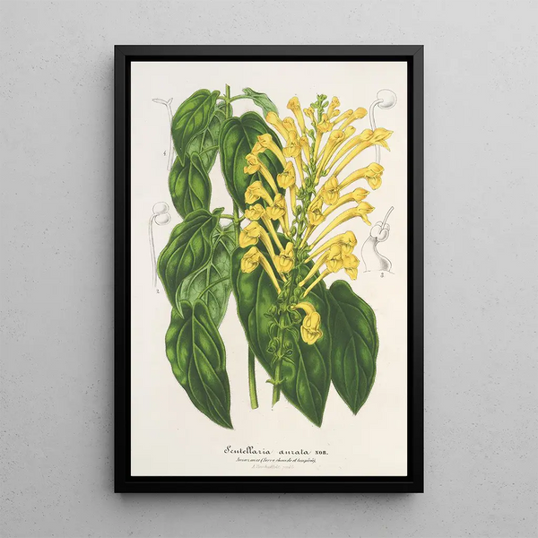 Charles Antoine Lemaire - Scutellaria aurata.webp
