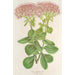 Sedum fabarium - Charles Antoine Lemaire — vy av konstverket