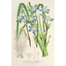 Reproduktion av målningen Sisyrinchium multiflorum - Charles Antoine Lemaire