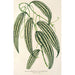 Smilax longifolia fol. variegata - Charles Antoine Lemaire — vy av konstverket