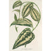 Smilax ornata - Charles Antoine Lemaire — vy av konstverket