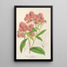 Reproduktion av målningen Spiraea Nobleana - Charles Antoine Lemaire