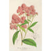 Reproduktion av målningen Spiraea Nobleana - Charles Antoine Lemaire