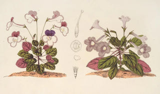 Charles Antoine Lemaire - Stenogastra concinna JD Hook.webp