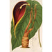 Reproduktion av målningen Steudnera colocasifolia - Charles Antoine Lemaire