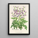 Reproduktion av målningen Swainsona lessertiaefolia - Charles Antoine Lemaire