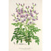 Reproduktion av målningen Swainsona lessertiaefolia - Charles Antoine Lemaire