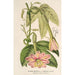 Reproduktion av målningen Tacsonia quitensis var. eriantha - Charles Antoine Lemaire