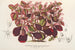 Teleianthera ficoidea var. versicolor - Charles Antoine Lemaire — vy av konstverket