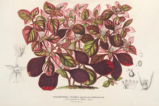 Charles Antoine Lemaire - Teleianthera ficoidea var versicolor.webp