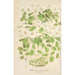 Thalictrum anemonoides - Charles Antoine Lemaire — vy av konstverket