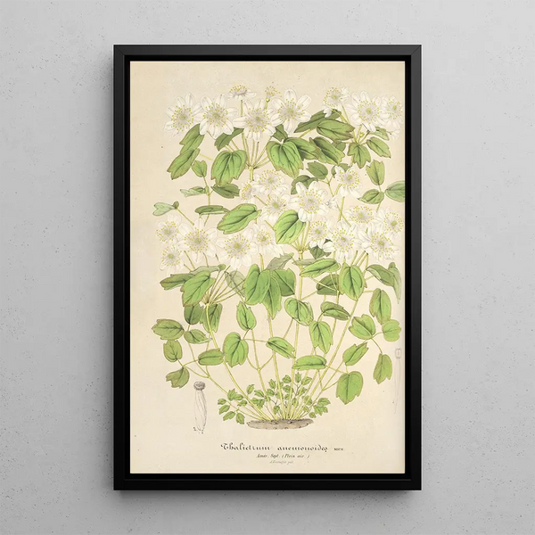 Charles Antoine Lemaire - Thalictrum anemonoides.webp