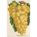Raisin Thomson's Golden Champion - Charles Antoine Lemaire — vy av konstverket