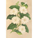 Thunbergia fragrans - Charles Antoine Lemaire — vy av konstverket
