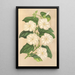 Thunbergia fragrans - Charles Antoine Lemaire — inramlat konstverk på väggen