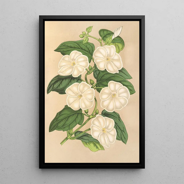 Charles Antoine Lemaire - Thunbergia fragrans.webp