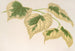 Tilia parvifolia var. fol. varieg. - Charles Antoine Lemaire — vy av konstverket
