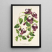 Reproduktion av målningen Torenia asiatica - Charles Antoine Lemaire
