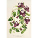 Reproduktion av målningen Torenia asiatica - Charles Antoine Lemaire
